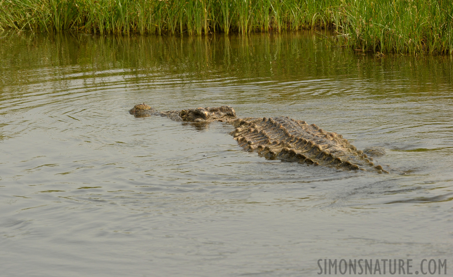 Crocodylus niloticus chamses [200 mm, 1/640 sec at f / 11, ISO 800]